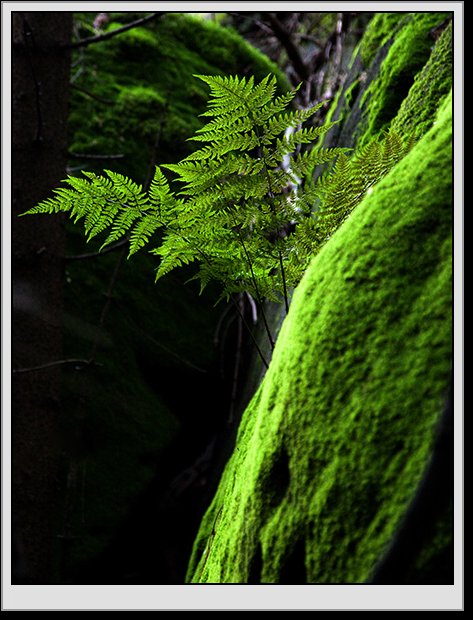 Fot. D. Ociepka