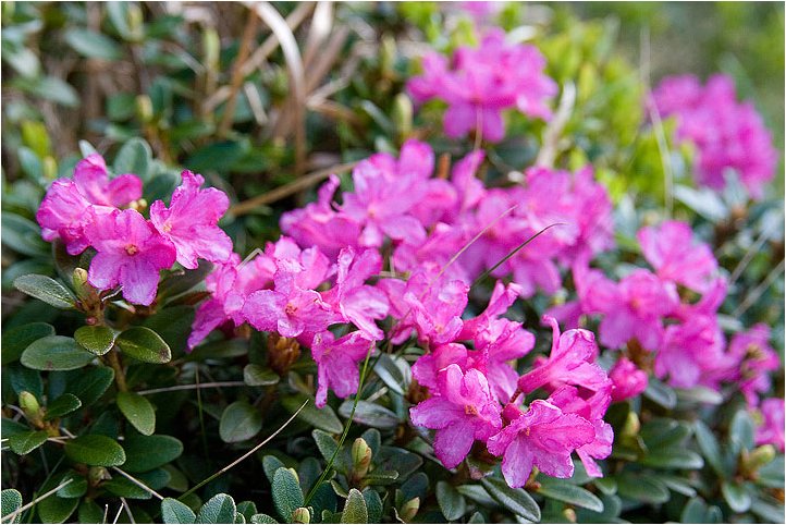 Ranecznik alpejski (Rhododendron ferrugineum)
